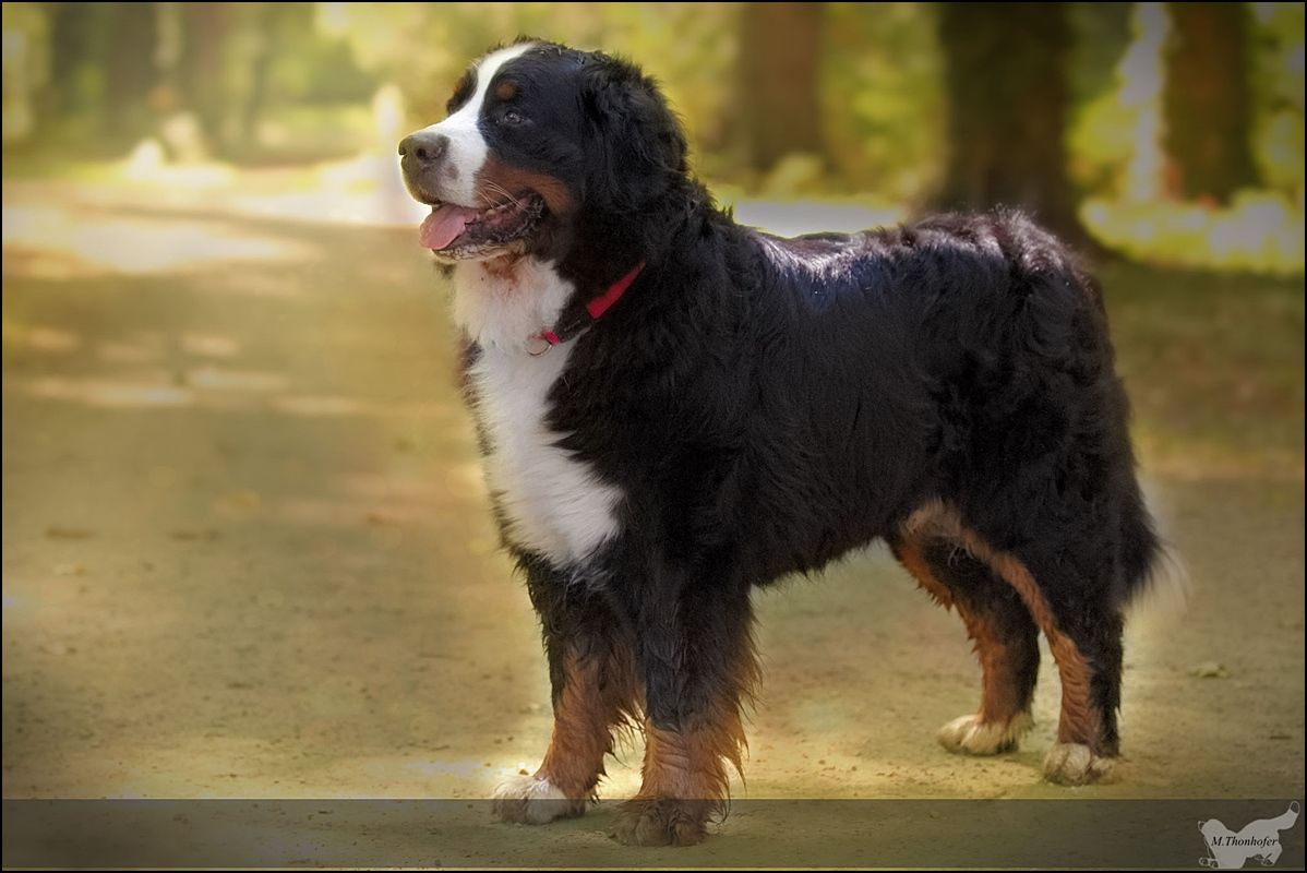 Cursallagh's Just a Dream (c) Marion Thonhofer