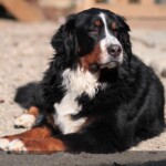 (c) Marion Thonhofer