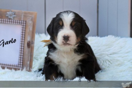 Gandalf Gandalf (c) Marion Thonhofer