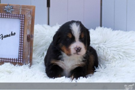 George George (c) Marion Thonhofer