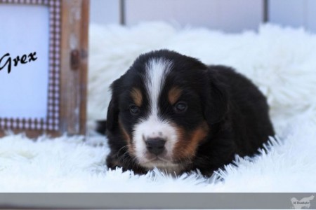 Goofy Goofy (c) Marion Thonhofer