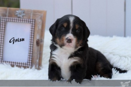 Grizu Grisu (c) Marion Thonhofer