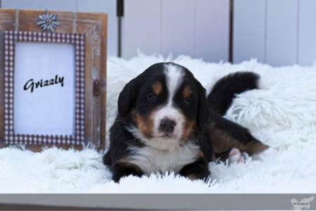 Grizzly Grizzly (c) Marion Thonhofer