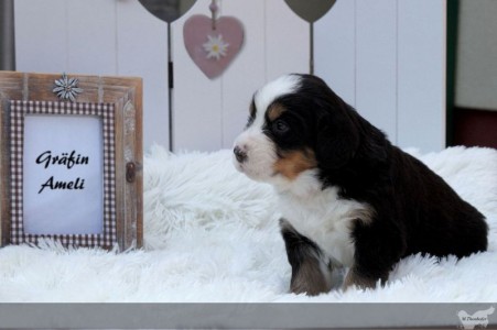 Gräfin Ameli Gräfin Ameli (c) Marion Thonhofer