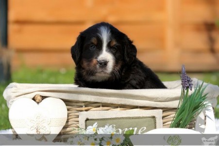 Herbi (c) Marion Thonhofer