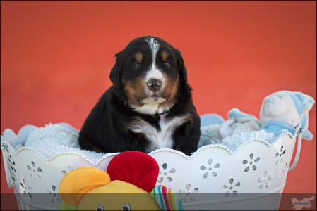 (c) Marion Thonhofer