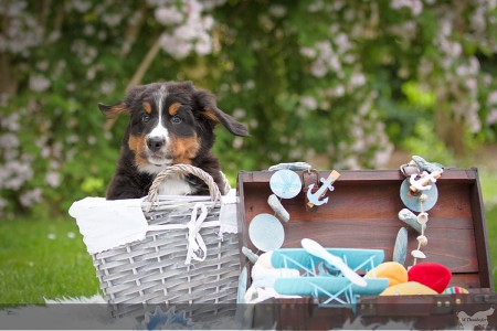 Holly Holly (c) Marion Thonhofer