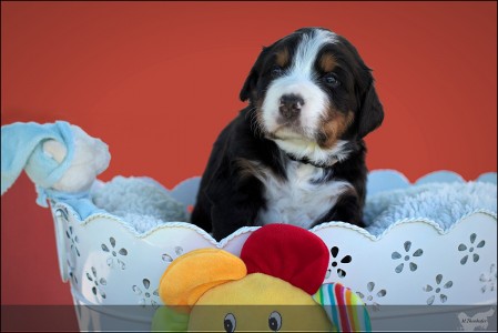 (c) Marion Thonhofer