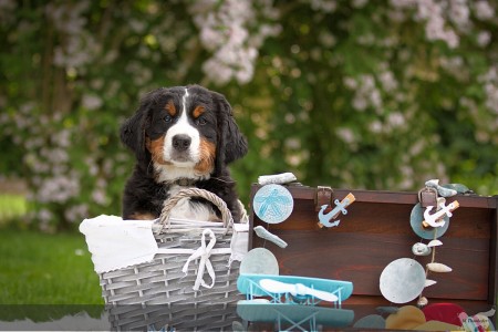 Ikarus Ikarus (c) Marion Thonhofer