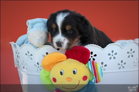 (c) Marion Thonhofer