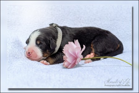 (c) Marion Thonhofer