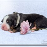 (c) Marion Thonhofer