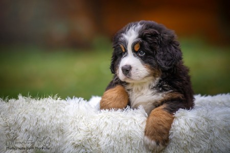 (c) Marion Thonhofer