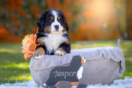 Jasper (c) Marion Thonhofer