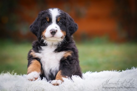 (c) Marion Thonhofer