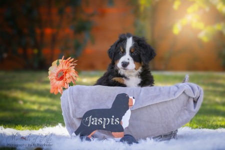 Japsis (c) Marion Thonhofer