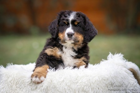 (c) Marion Thonhofer