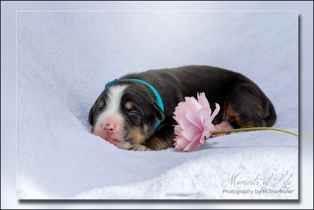 (c) Marion Thonhofer