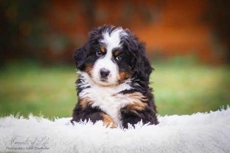 (c) Marion Thonhofer