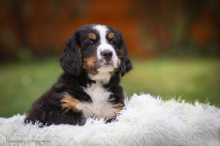 (c) Marion Thonhofer