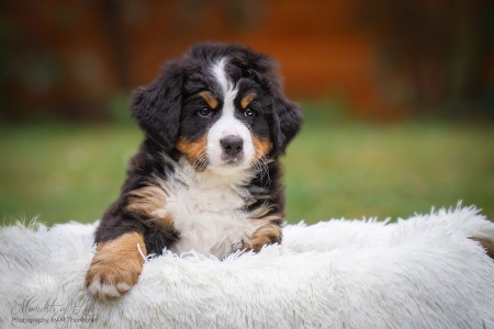 (c) Marion Thonhofer