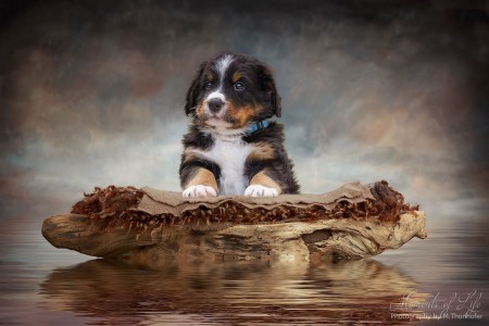 (c) Marion Thonhofer