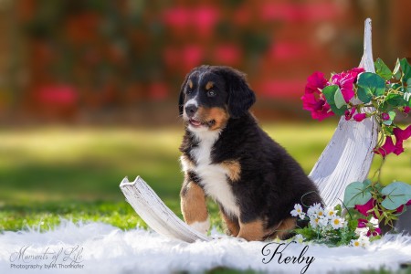 Kerby (c) Marion Thonhofer