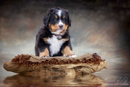 (c) Marion Thonhofer