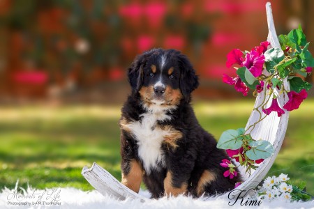 Kimi (c) Marion Thonhofer