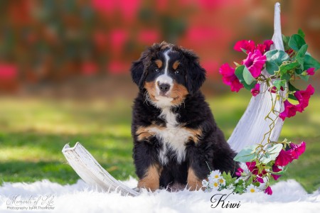 Kiwi (c) Marion Thonhofer