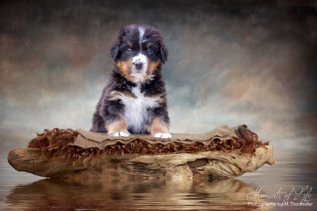 (c) Marion Thonhofer