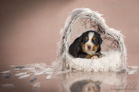 (c) Marion Thonhofer