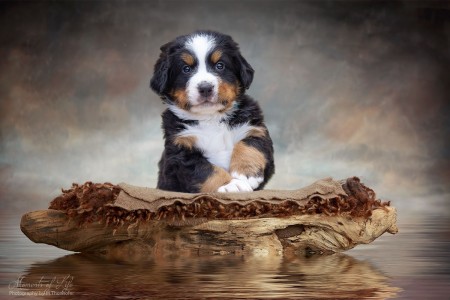 (c) Marion Thonhofer