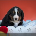 Himba (c) Marion Thonhofer