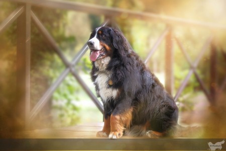 Polly (c) Marion Thonhofer