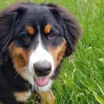 Lola "Lovely" 1.Geburtstag