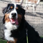 Lucy "Mira" 1.Geburtstag