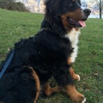 Lupo "Pablo" 1.Geburtstag